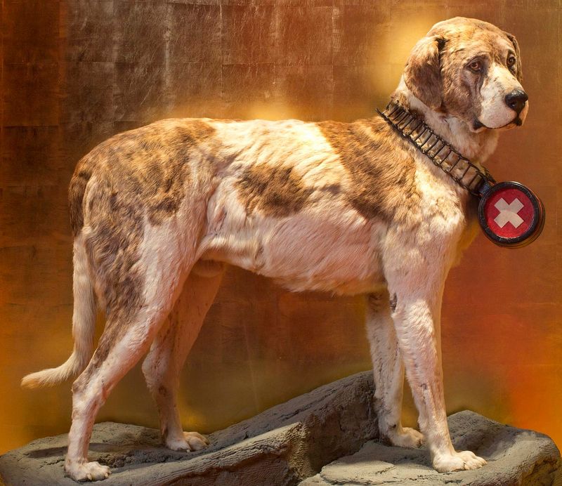 Who Was Barry the St. Bernard?