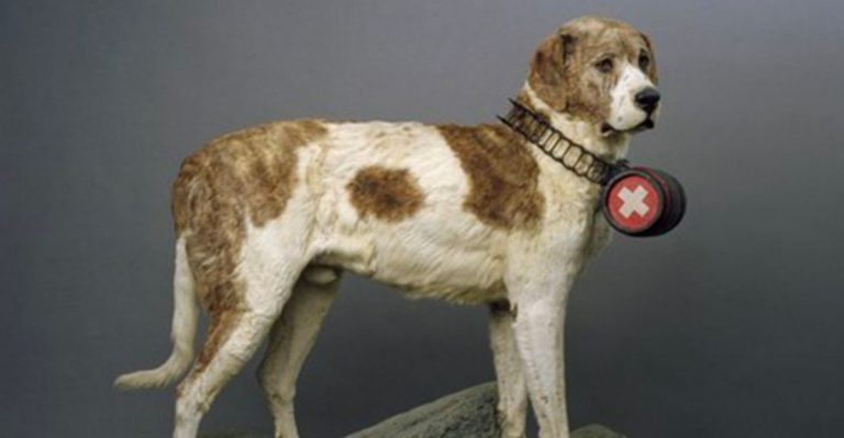 Meet Barry The St. Bernard, The Legendary Rescue Dog