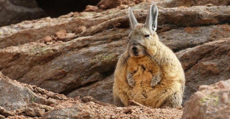 Meet The Adorable Animal That Always Looks Like It’s Fighting Sleep And Boredom