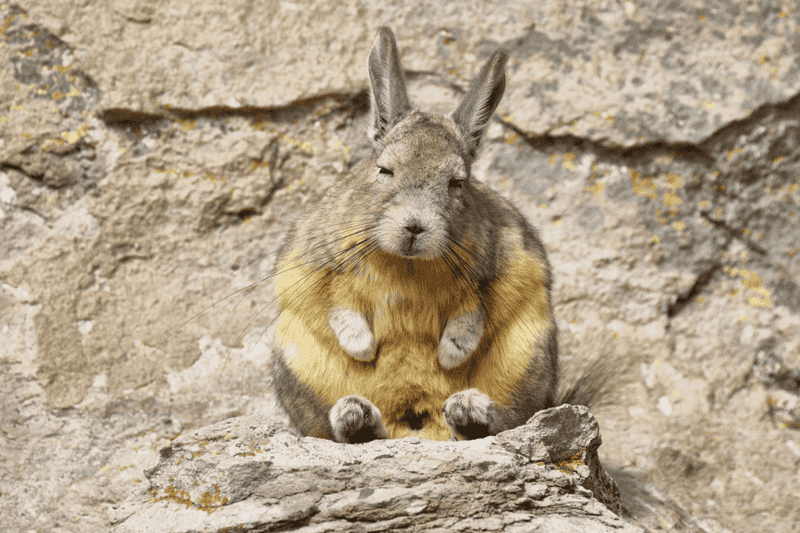 What Is A Viscacha? Understanding This Charming Rodent