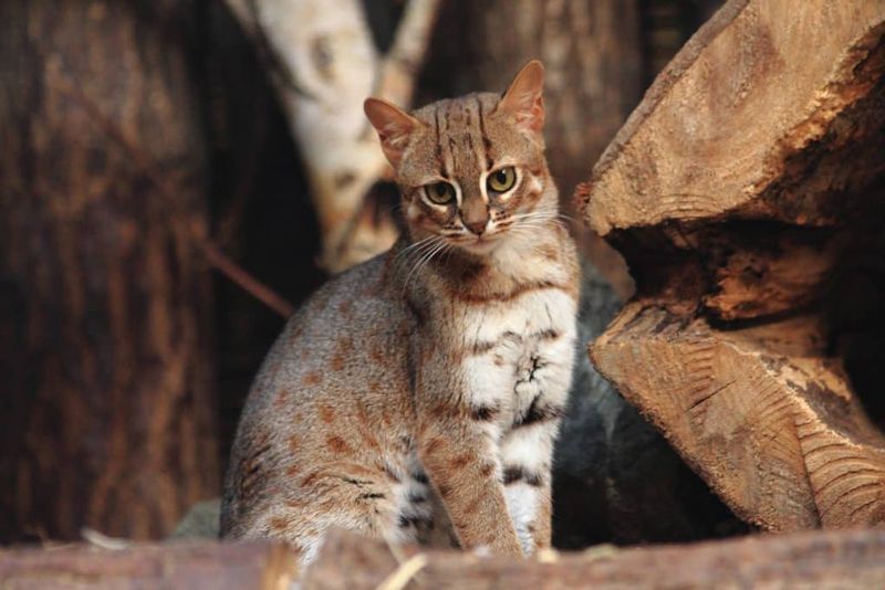 World's Smallest Wild Cat