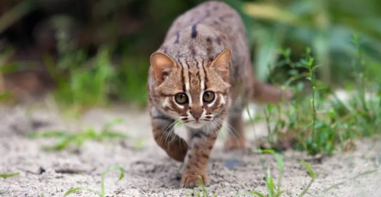 Meet The World’s Smallest Wild Cat, Weighing Only 0.9kg!