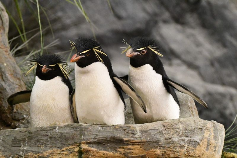 Saint Louis Zoo – St. Louis, MO