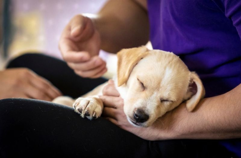Support For Animal Adoption