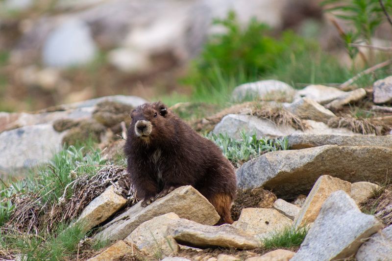 Vancouver Island Marmot
