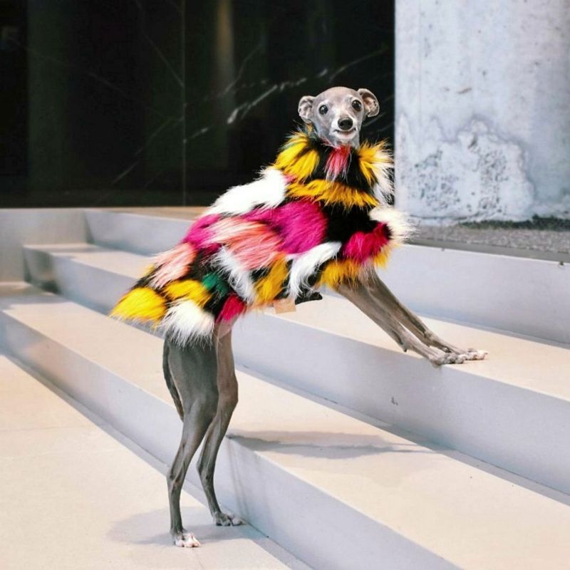 The Future Of Pet Fashion In Miami