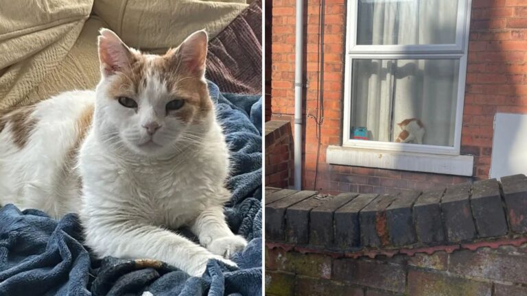 Michigan Teen Left Speechless After Spotting A Familiar Face Peering From A Stranger’s Window