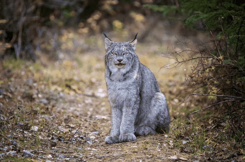 Minnesota – Canada Lynx