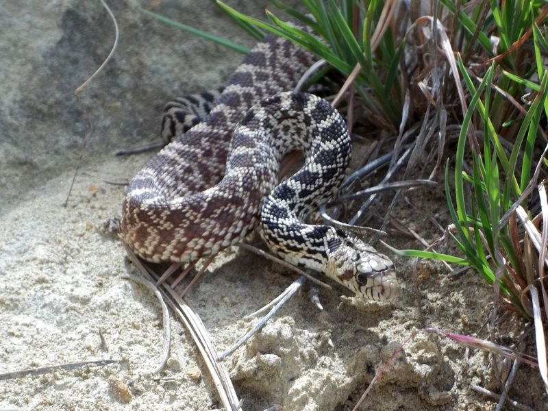 Minnesota – Bullsnake