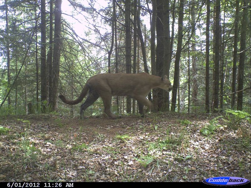 The Ghost Cougar Returns After 100 Years In Hiding