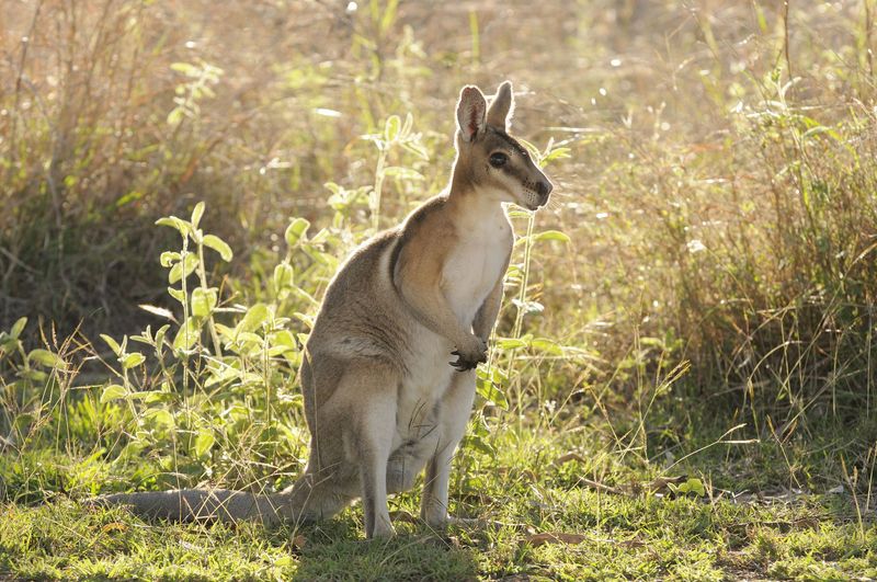Wallaby