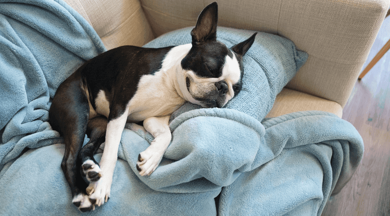 Boston Terrier