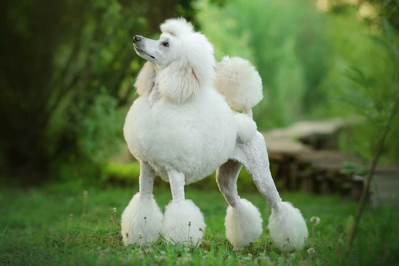 Versatile Grooming Styles