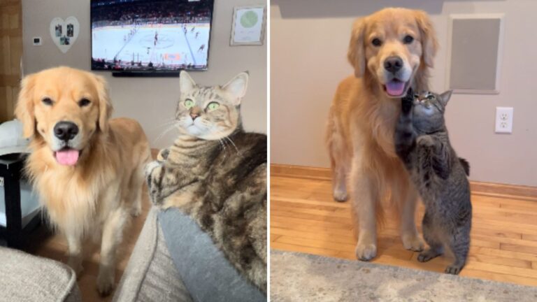 Minnesota Dog’s Priceless Reaction To Overly Affectionate Cat Will Make You Smile