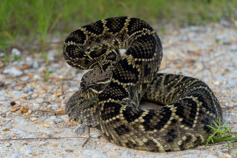Mississippi – Eastern Diamondback Rattlesnake