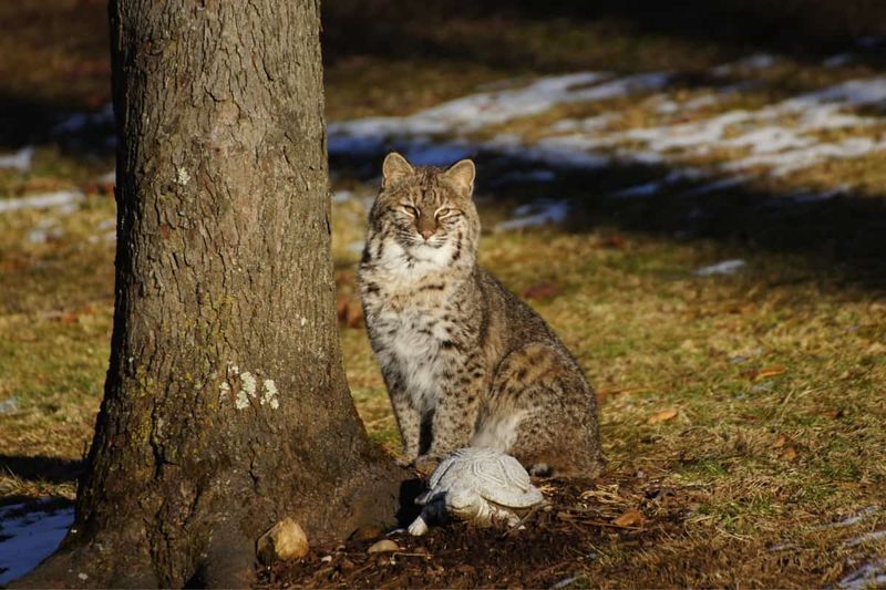 Mississippi – Bobcat