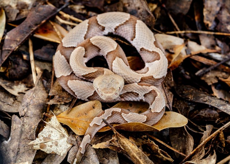 Tennessee – 40.1 bites/million