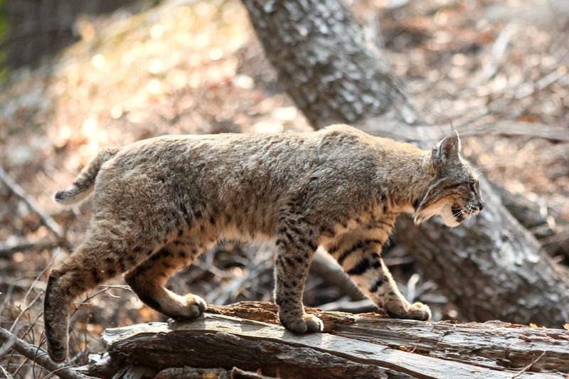 Missouri – Bobcat