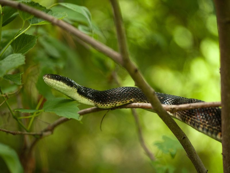 Missouri – Black Rat Snake