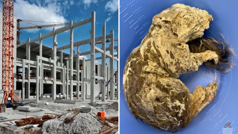 Missouri Construction Worker Stumbles Upon Tiny Creature Trapped In Spray Foam