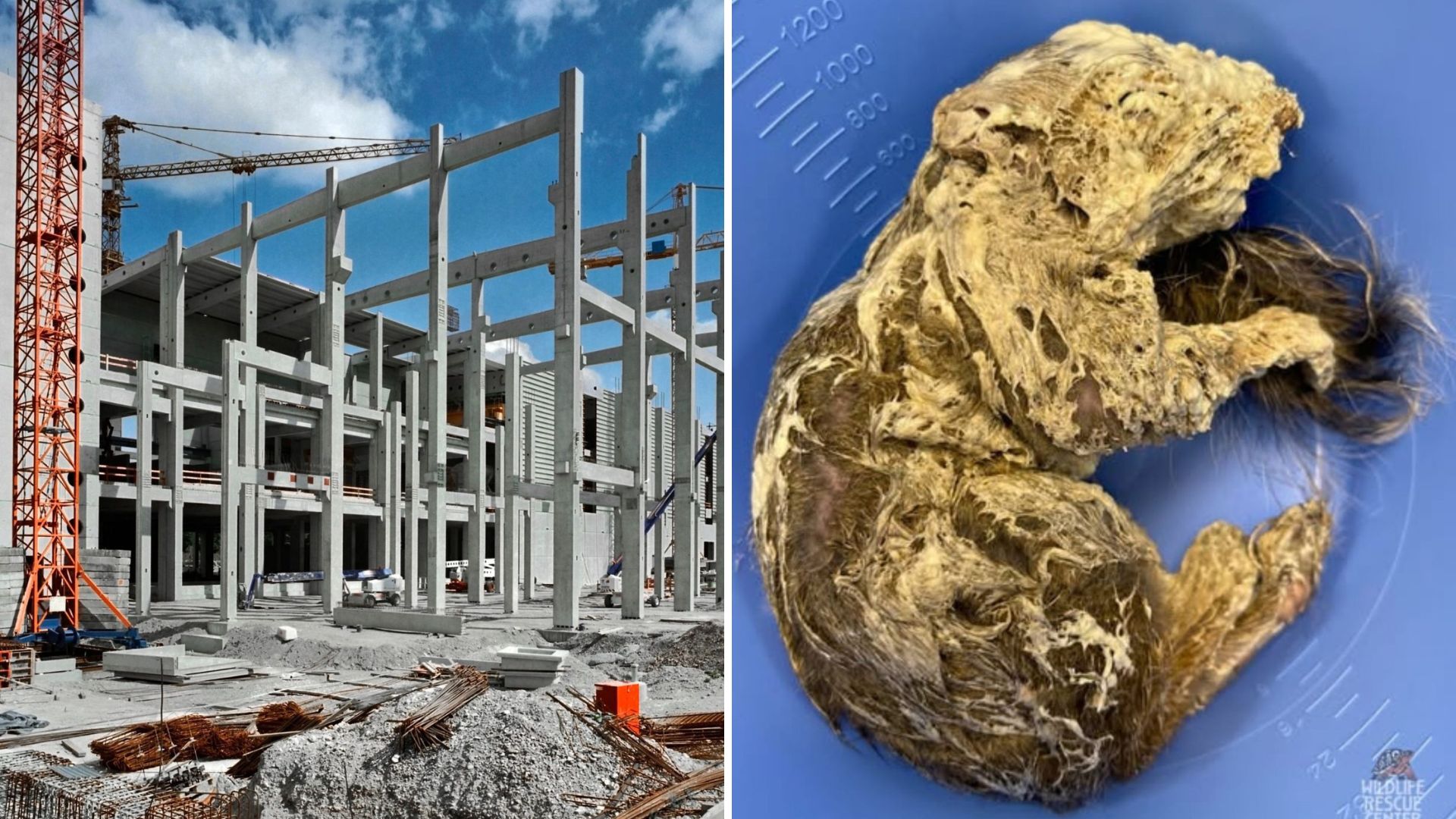 Missouri Construction Worker Stumbles Upon Tiny Creature Trapped In Spray Foam