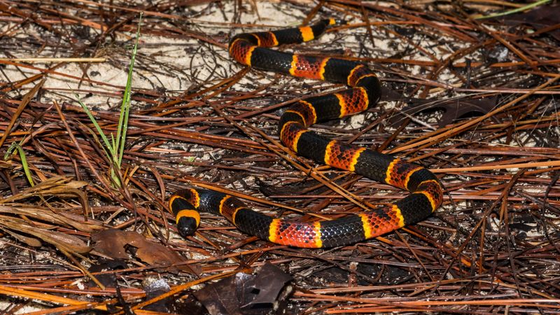 Florida – 30.0 bites/million
