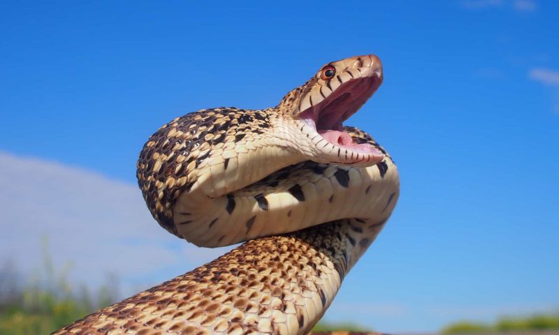 Montana – Bullsnake