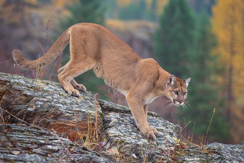 Montana – Cougar