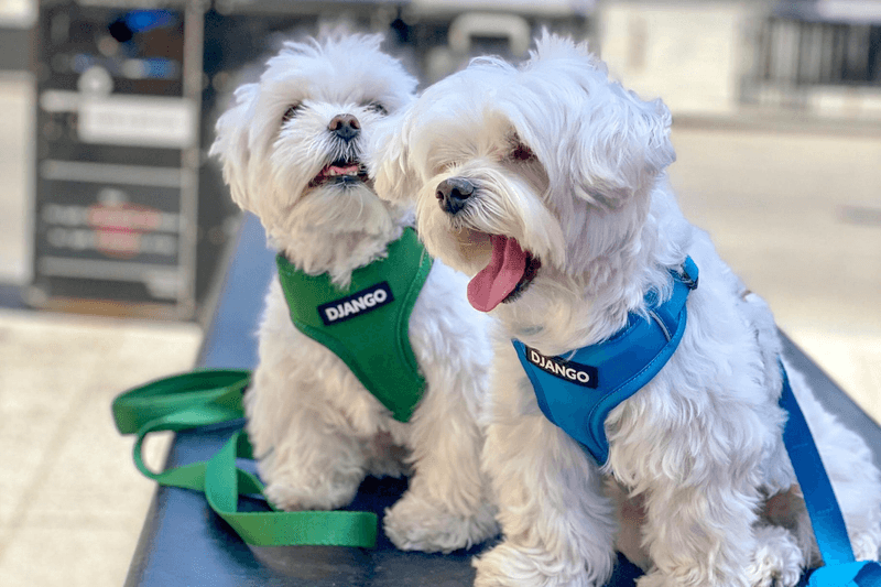 Factors Influencing Dog Breed Popularity In NYC