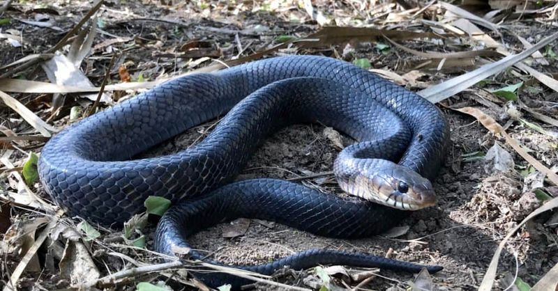 Black Rat Snake