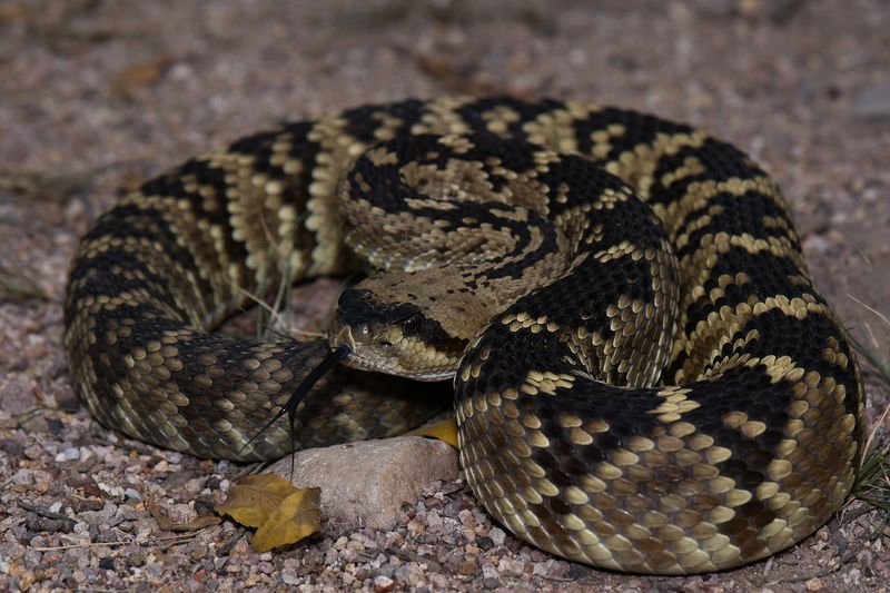 Black-Tailed Rattlesnake