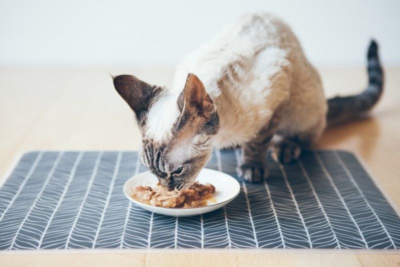 Add Wet Food To Your Pet's Diet