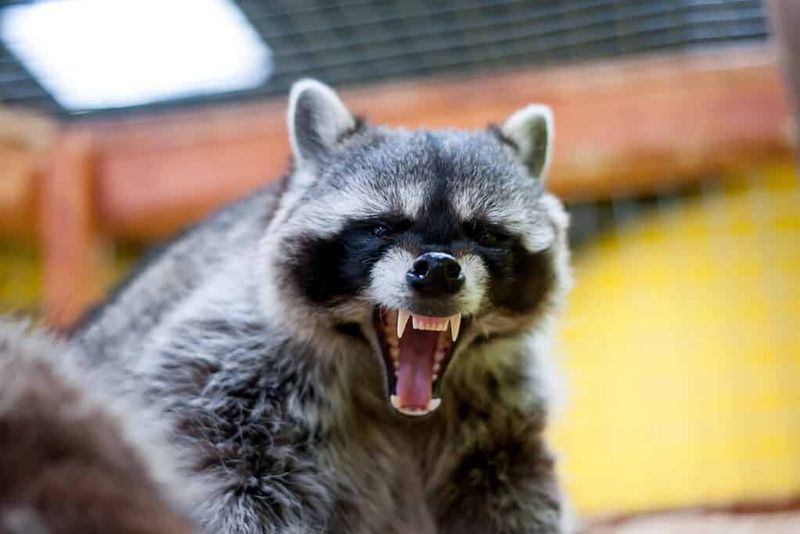 Raccoons