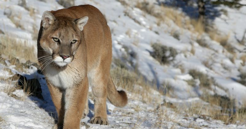 Nebraska – Cougar
