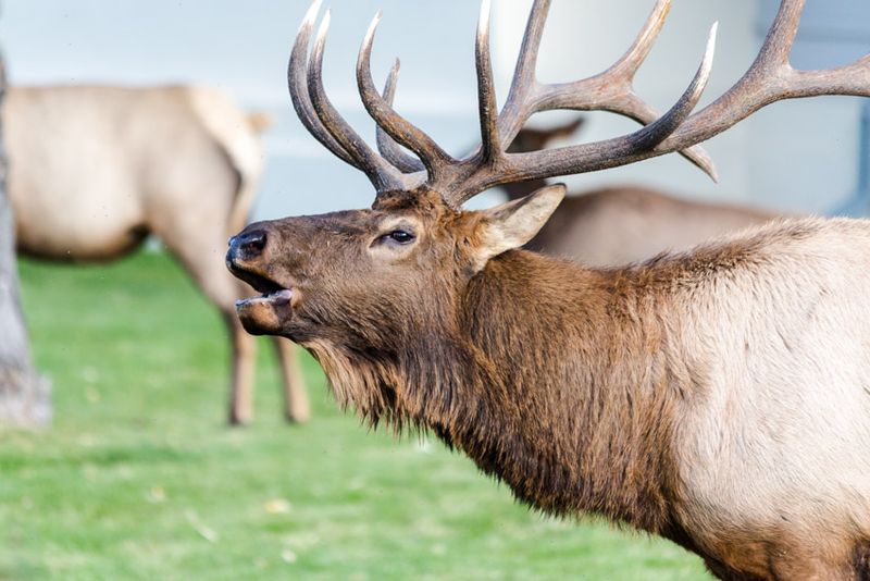 Elk