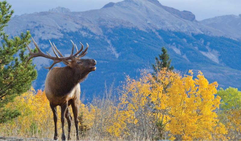 Elk