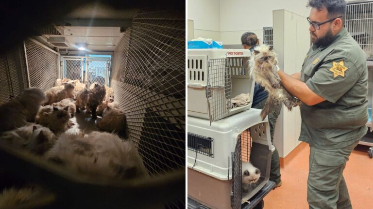 More Than 130 Cats Found Suffering In Hot Van At California Taco Bell Parking Lot