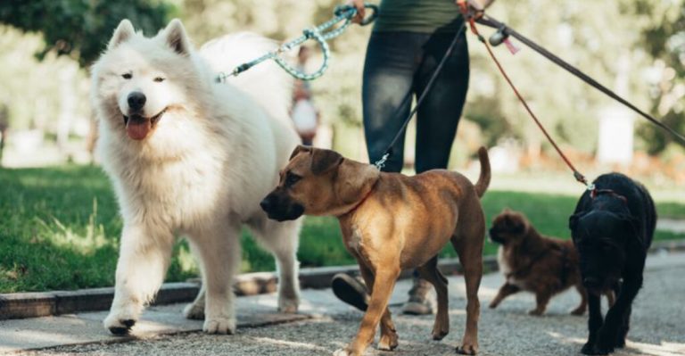 Most Walkable U.S. Cities For Dog Owners Ranked By Locals