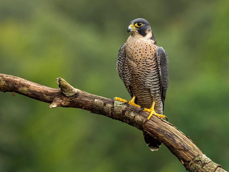 Peregrine Falcon