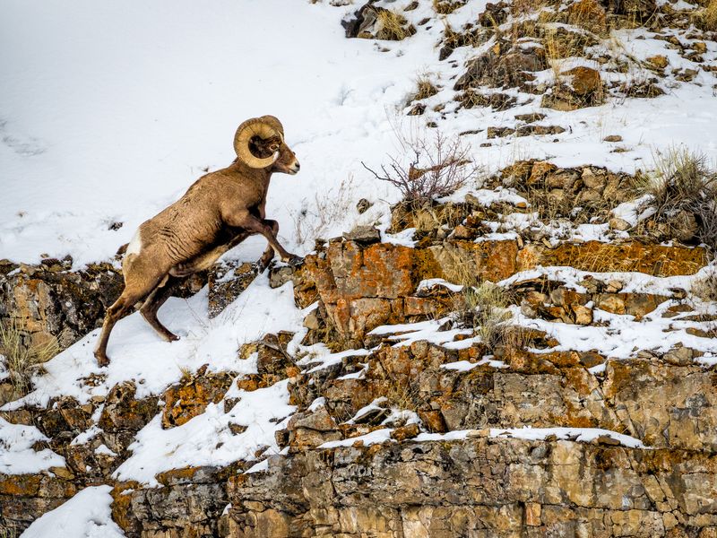 Bighorn Sheep