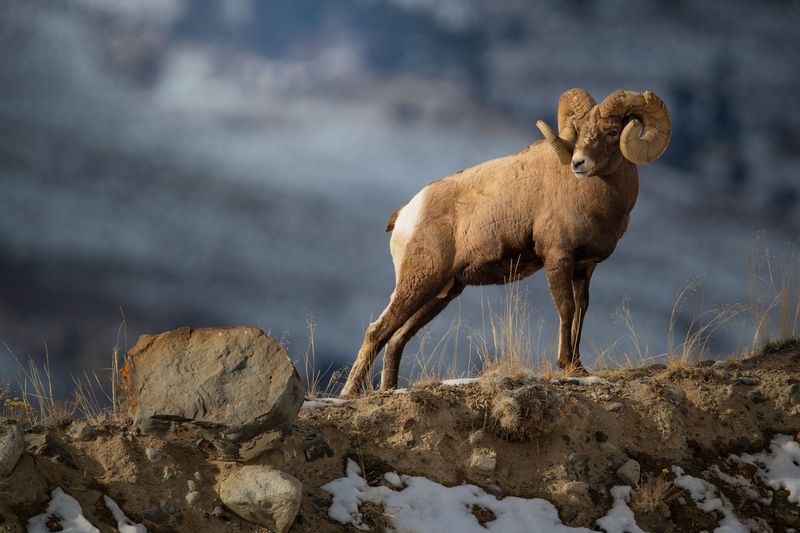 Bighorn Sheep