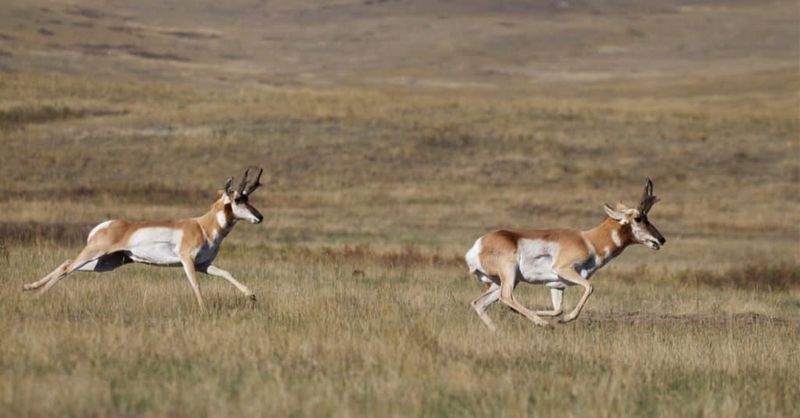 Pronghorn Antelope