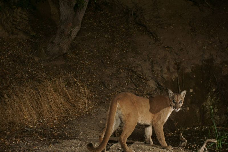 Habitat Loss Is Pushing Them Closer To People