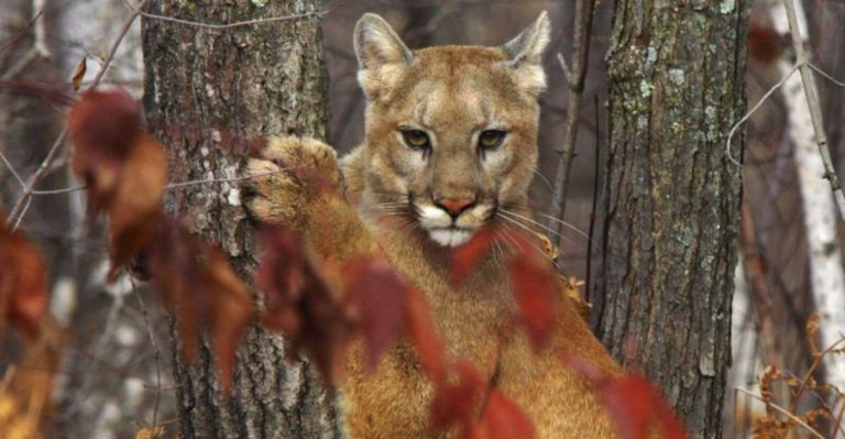 Mountain Lions Are Getting Closer To California Backyards, Here’s What You Should Know
