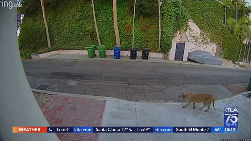 Wildlife Cameras Are Increasing Reports
