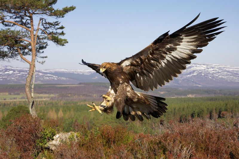 Golden Eagle