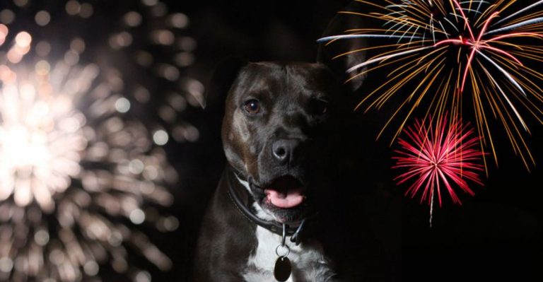 My Dog Ran Away Every July 4th Until I Tried This Trick