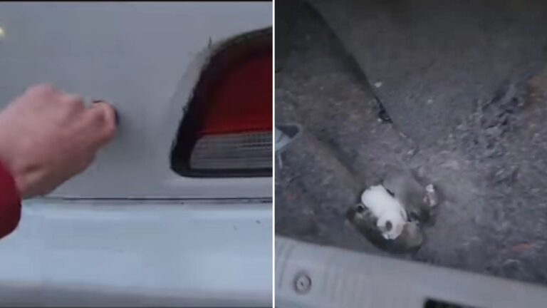 cat hiding in a car