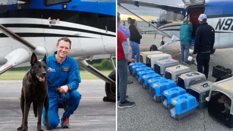 NYC Pilot Fights To Rescue Thousands Of Neglected And Homeless Animals