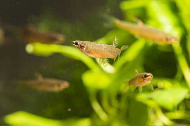 They Lay Eggs Above Water